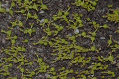 Crassula aphylla