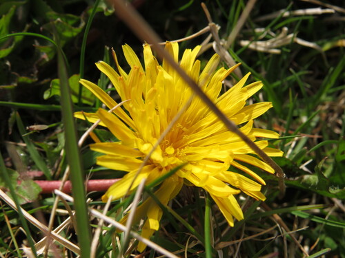 hairy dandelion (Taraxacum hirsutissimum)