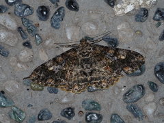 Alcis taiwanovariegata