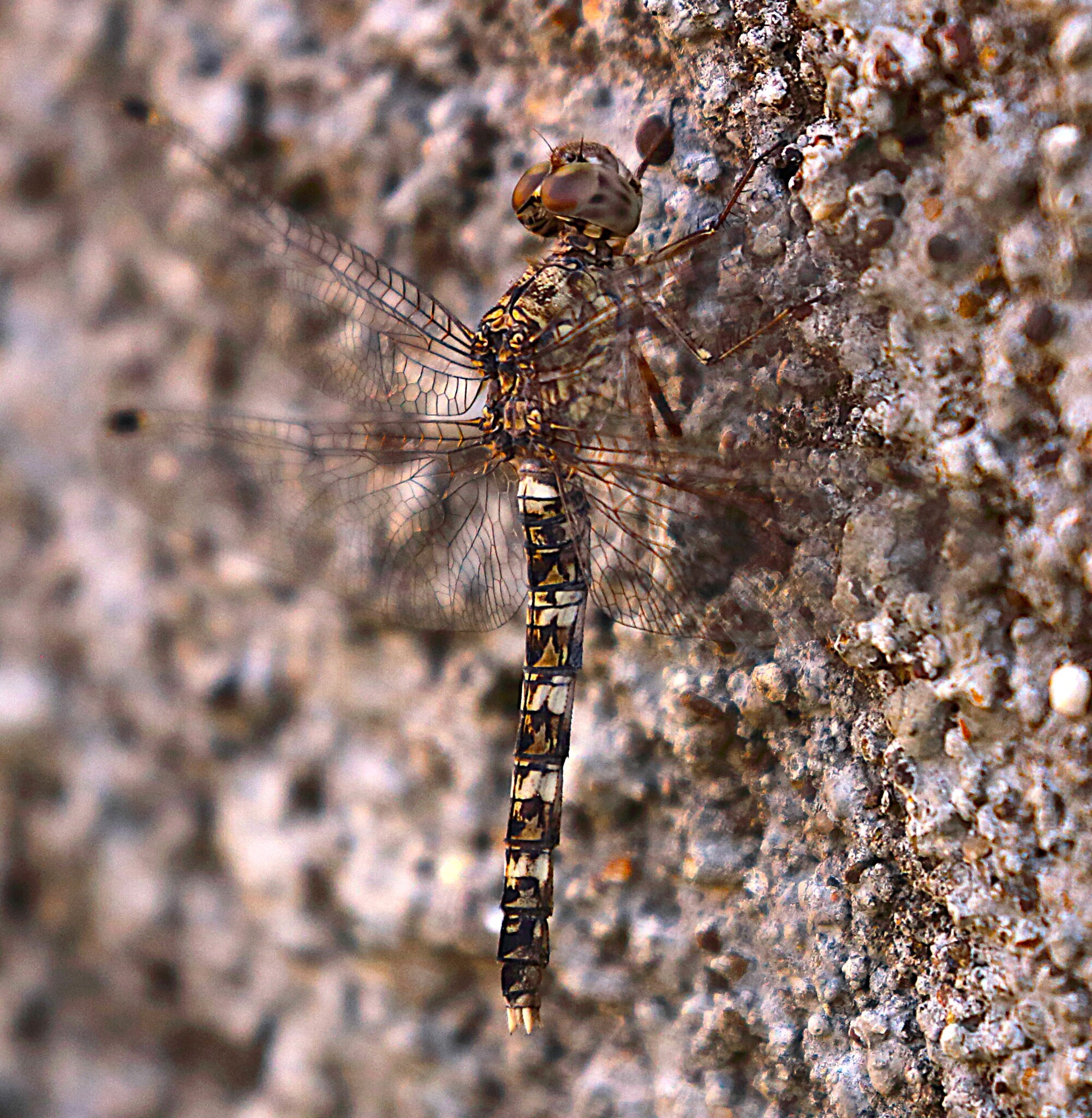 Indian Rockdweller