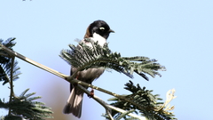Melithreptus affinis