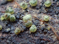 Trichoderma gelatinosum