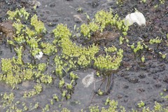 Crassula aphylla