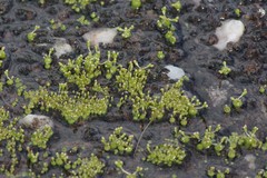 Crassula aphylla