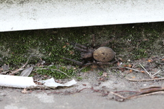 Uliodon albopunctatus