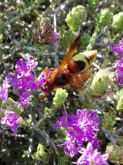 Rhynchium oculatum oculatum