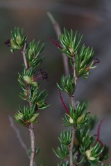 Cliffortia teretifolia