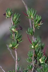 Cliffortia teretifolia