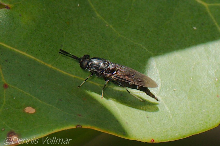Hermetia sexmaculata