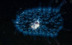 Pyrosoma