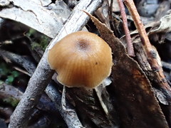 Entoloma readiae