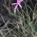 Nutmeg-scented Storksbill - Photo (c) Craig Peter, some rights reserved (CC BY-NC), uploaded by Craig Peter