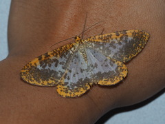 Epobeidia lucifera extranigricans