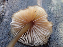 Entoloma readiae