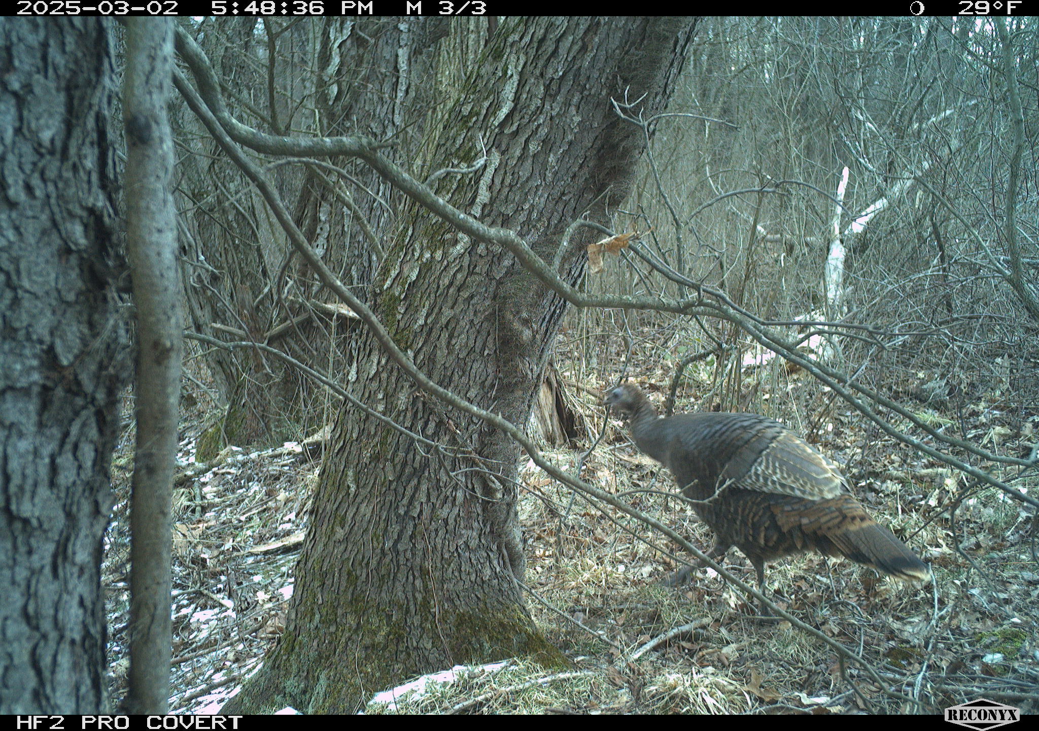 Wild Turkey
