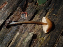 Entoloma readiae