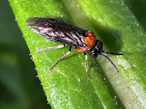 Saddleback Grass-cutter photo 3