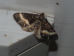 Harutalcis fumigata