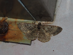 Parectropis subflava