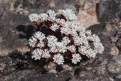 Crassula alpestris