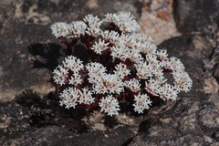 Crassula alpestris
