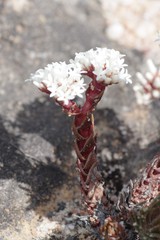 Crassula alpestris