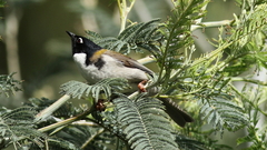 Melithreptus affinis