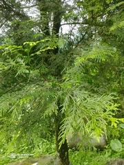 Calocedrus formosana