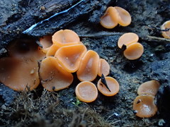 Pulvinula archeri