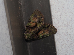 Chytonix variegata