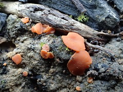 Pulvinula archeri