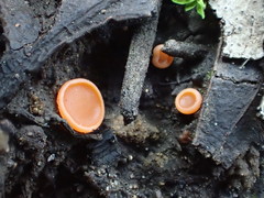 Pulvinula archeri
