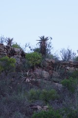 Aloe comosa