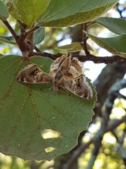 Caprona pillaana