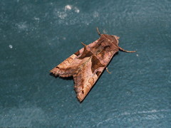 Phlogophora conservuloides