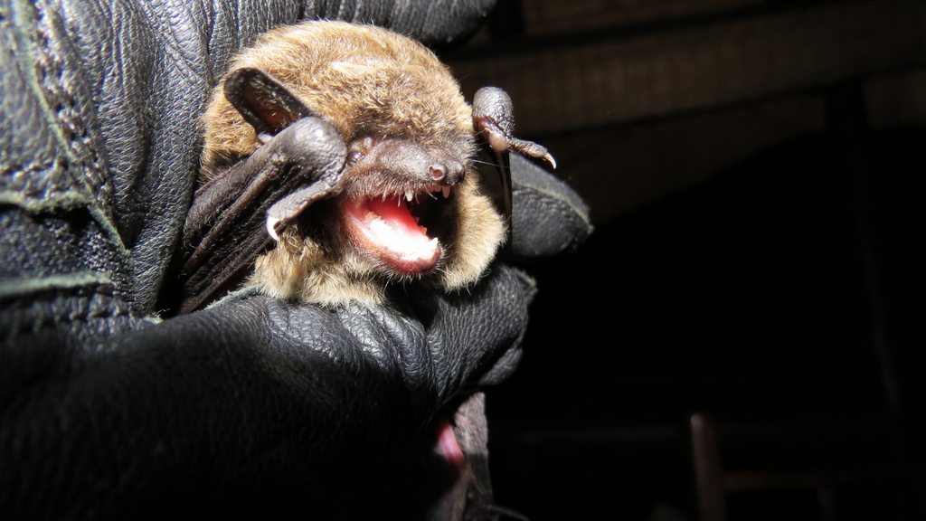 Long-Tailed House Bat