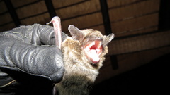 Long-Tailed House Bat photo 2