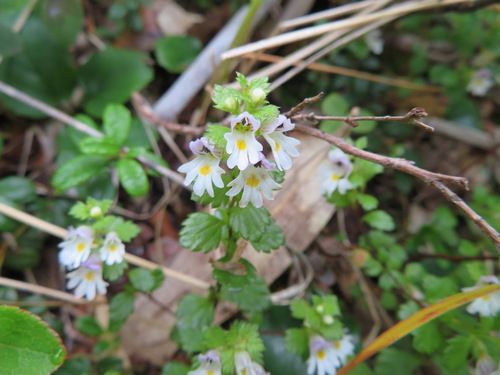Euphrasia insignis iNat (3)