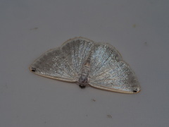 Lomographa percnosticta