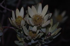 Leucadendron procerum