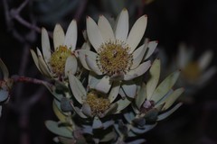 Leucadendron procerum