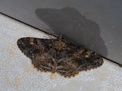 Alcis taiwanovariegata