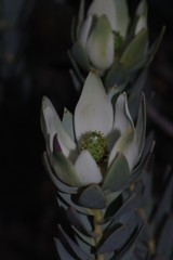 Leucadendron procerum