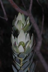 Leucadendron procerum