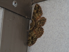 Paradarisa comparataria