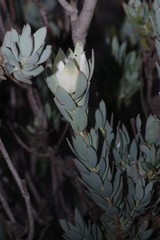 Leucadendron procerum