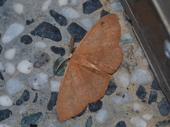 Perixera absconditaria