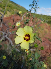 Hibiscus engleri