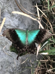 Papilio peranthus