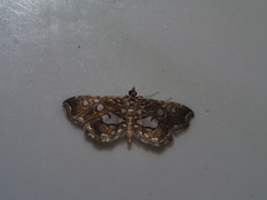 Paracymoriza taiwanalis